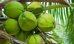 Goa Cashew & Coconut Festival